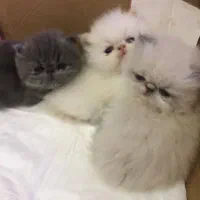 واگذاری گربه اسکاتیش