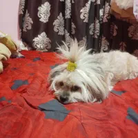 واگذار شیتزو کراس|سگ|گرگان, |دیوار