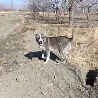 دهن پاک سالم