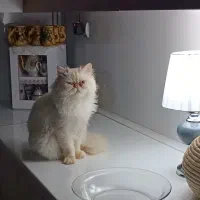 گربه پرشین نر