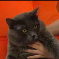 راشن بلو بریتیش (طوسی)