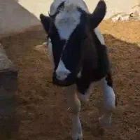 گاو با گوساله 9ماه|حیوانات مزرعه|بستک, |دیوار