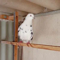 کفتر|پرنده|تهران, یاخجی آباد|دیوار