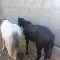 اسب|اسب و تجهیزات اسبسواری|قم, قلعه کامکار|دیوار