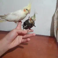 یک جفت عروس هلندی نر وماده