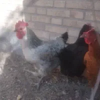 مرغ تخم گذار
