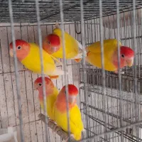 طوطی کوتوله برزیلی|پرنده|بندرعباس, |دیوار