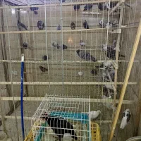 گرینچیک|فروشگاه و مغازه|چهاردانگه (تهران), |دیوار