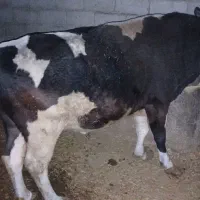 قصاب سیاردرمحل