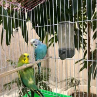 مرغ عشق سالم همراه با قفس