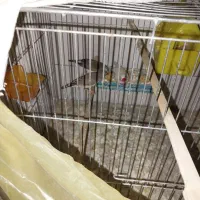 تعدادی فنچ نروماده زبرا  جهت فروش می باشد|پرنده|تهران, امیریه|دیوار