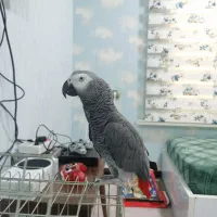 کاسکو سخنگو و دستی و رام|پرنده|جم, |دیوار