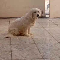 سگ ماده|سگ|دزفول, |دیوار