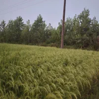 کدسرخ/پنج هکتار مسکونی وشالی سنتی سندتک برگ