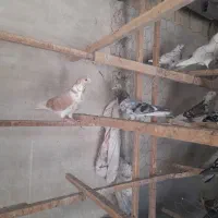 کفتر سرور پرشی