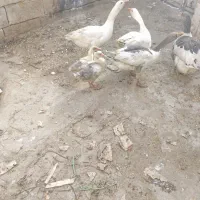 غاز|حیوانات مزرعه|قروه, |دیوار