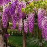 خدمات باغبانی|خدمات باغبانی و درختکاری|اصفهان, بوستان ناژوان|دیوار