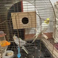 عروس هلندی جفت|پرنده|اردبیل, |دیوار