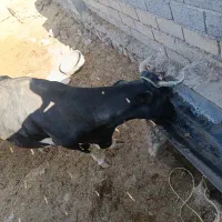گاو زاییده ب همراه گوساله
