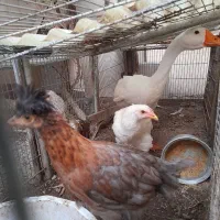 جوجه مرغ و خروس و غاز اوکراینی بالغ