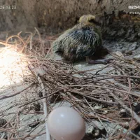 30تومن پول میخوام چهار ماهه یکجا بدمش