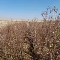 نهال دو ساله بادام|خدمات باغبانی و درختکاری|مرند, |دیوار