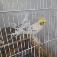 عروس هلندی|پرنده|پائین جام, |دیوار