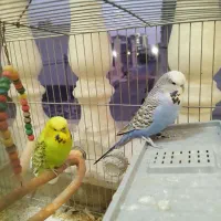 جفت مرغ عشق اینگلیسی مولد|پرنده|اندیشه, اندیشه فاز ۵|دیوار