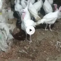 بوقلمون گوشتی ارگانیک