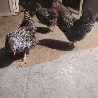 مرغ امروک تخم گذار|حیوانات مزرعه|شیراز, کوشک میدان|دیوار