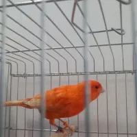 قناری رد فکتور