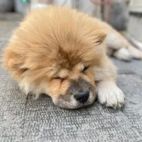 واگذاری چاوچاو