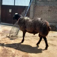 قوچ شال اصیل