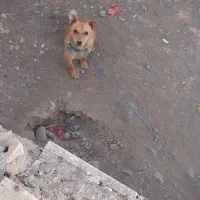 سگ پاکوتاه
