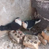 یک جفت ساده کلاغ دم