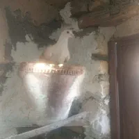 کبوتر در پرنده