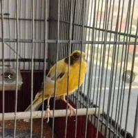 قناری نر سوپر