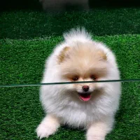 توله پامرانین دوسر خرسی بیوفیس (سایز ریز)