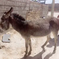 فروش فوری الاغ به علت کمبود جا