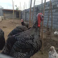 بوقلمون نر محلی