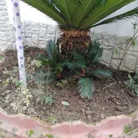 درخت سیکاس|گل و گیاه طبیعی|آمل, |دیوار