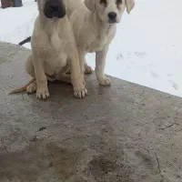 واگذاری توله ماده پژدر