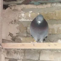 کبوتر پلاکی و پرشی|پرنده|هشتگرد, گلسار|دیوار