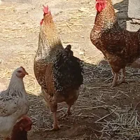 خروس چاق وسرحال