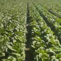 کاهو فله درجه یک قیمت روز|خدمات باغبانی و درختکاری|دزفول, |دیوار