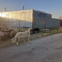 قوچ