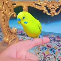 مرغ عشق