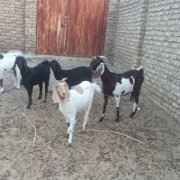 بز و بزغاله سفت چاق|حیوانات مزرعه|کاخک, |دیوار