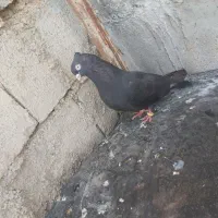 کبوتر ابادانی