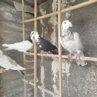 ۸تا نر گرفتی به ضمانت